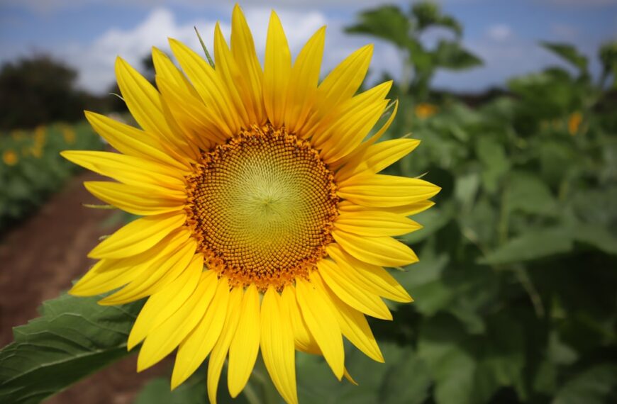 Photo Organic farm