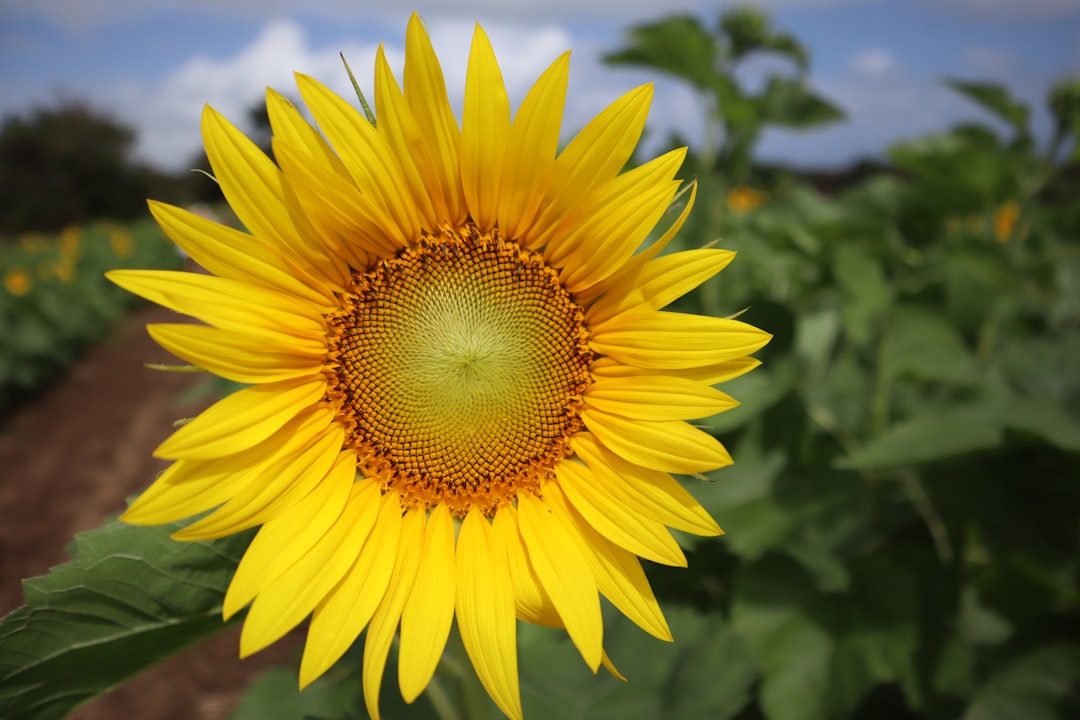 Photo Organic farm