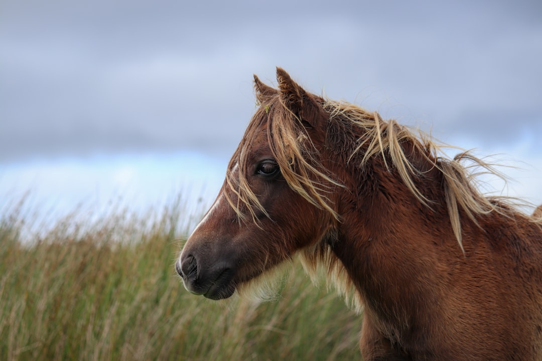 Photo Animal sanctuary