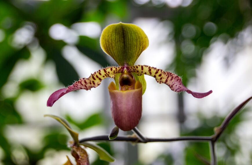 Photo Orchid greenhouse