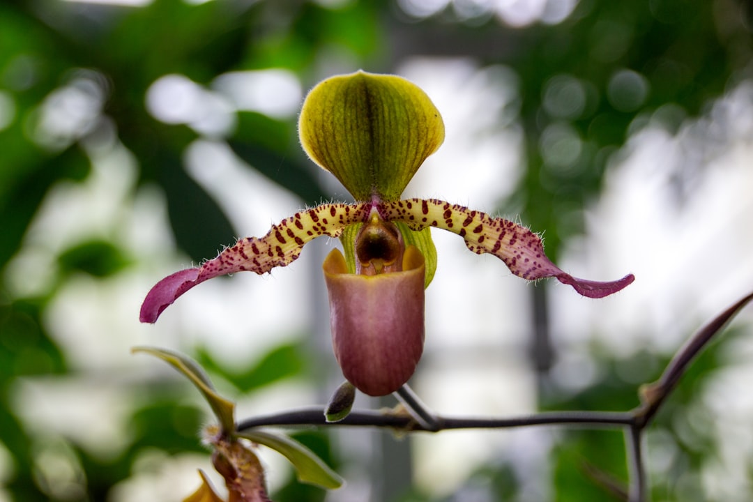 Photo Orchid greenhouse